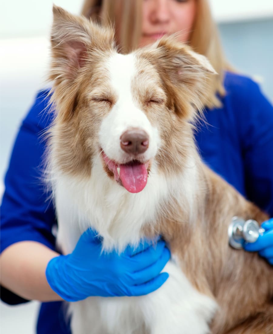 Aptos-Creekside Pet Hospital | Santa Cruz County Veterinary