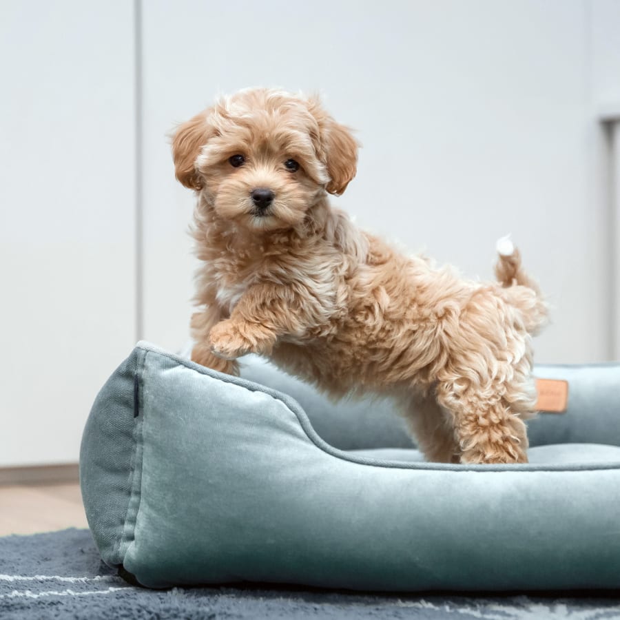 Puppies & Kittens, Santa Cruz County Veterinarians